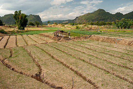 稻田,北方,泰国,亚洲
