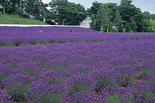 薰衣草种植区