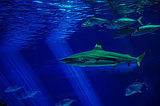 水下视角,鲨鱼,毛伊岛,夏威夷
