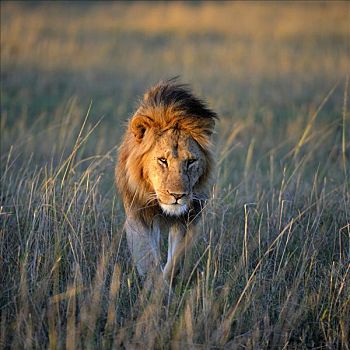 狮子,鬃毛,第一,晨光,肯尼亚,东非