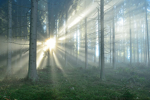 光线,阳光,早晨,雾气,树林,靠近,施蒂里亚,奥地利,欧洲