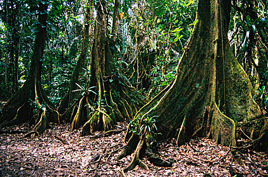 树,支撑,根部,哥斯达黎加