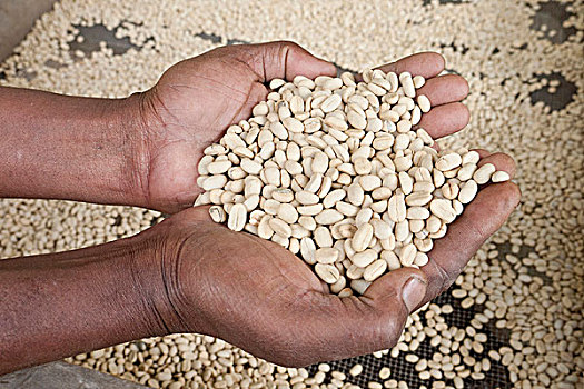 手,拿着,外皮,绿色,咖啡豆,弄干,咖啡种植园,斜坡,坦桑尼亚,非洲