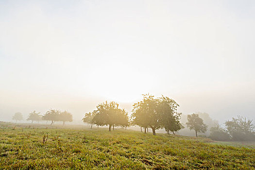 乡村,苹果树,地点,太阳,发光,晨雾,巴伐利亚,德国