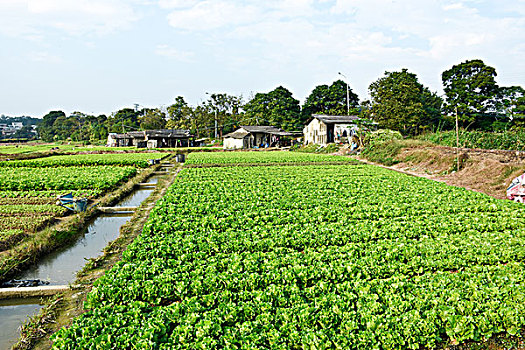 田园