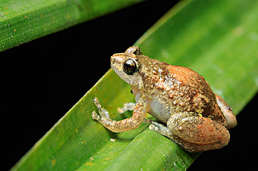 青蛙,岛屿,北方,印度尼西亚