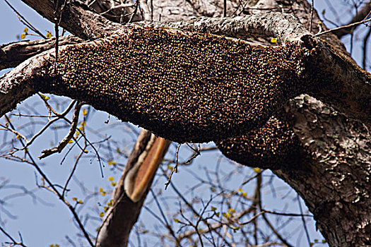 蜂巢,国家公园,印度
