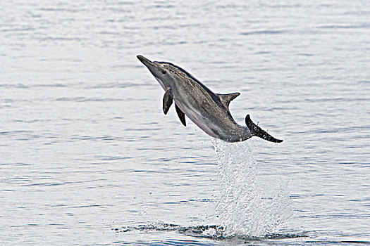 常见海豚,长吻真海豚,跳跃,下加利福尼亚州,墨西哥