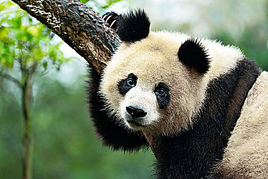 大熊猫,栖息,树,俘获,成都,研究,饲养,熊猫,四川,中国,亚洲