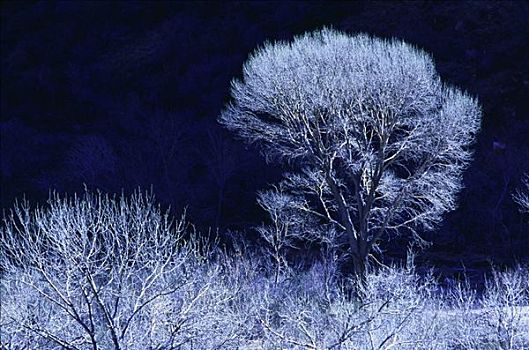 棉白杨,冬天,锡安国家公园,犹他,美国