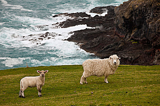 家羊,绵羊,羊羔,靠近,石头,班克斯半岛,坎特伯雷,新西兰