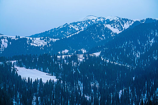 新疆冬季的林区