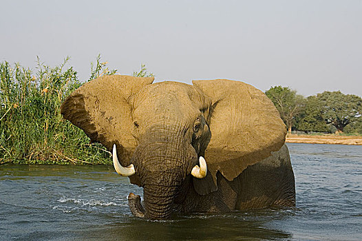 非洲象,雄性动物,水,赞比西河,赞比西河下游国家公园,赞比亚,非洲