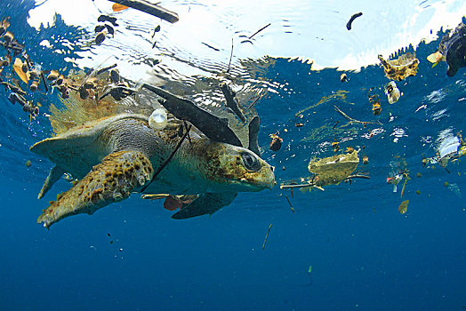 橄榄龟,太平洋丽龟,水中,围绕,塑料制品,垃圾,巴拿马,中美洲