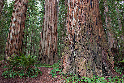 巨杉,树,红杉国家公园,加利福尼亚,美国