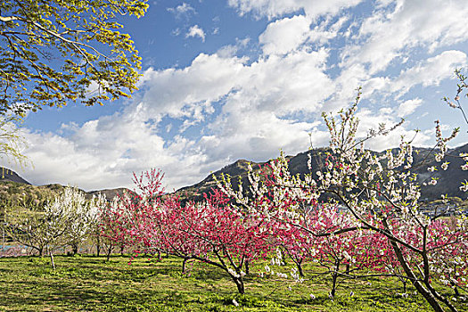 桃树,福岛,日本