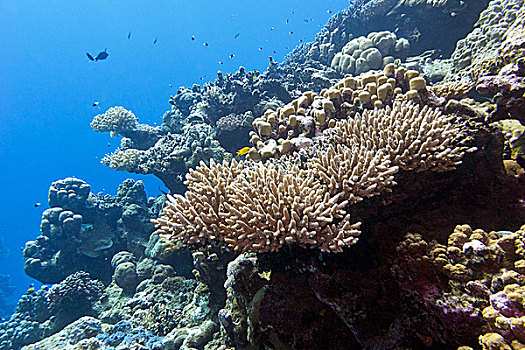 珊瑚礁,热带,海洋,水下