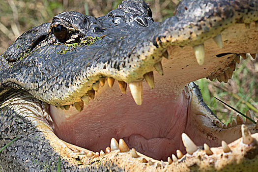 张嘴,牙齿,美国短吻鳄,布拉索斯湾州立公园,德克萨斯,美国