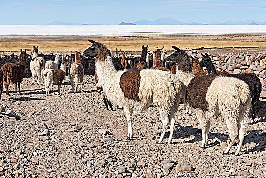 美洲驼,喇嘛,牧群,荒芜,风景,高原,波托西地区,玻利维亚,南美