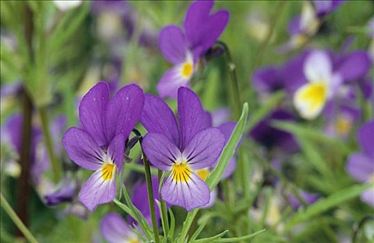 紫花,特写