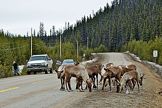 山,北美驯鹿,母牛,驯鹿属,拿着,向上,交通,公路,迁徙,早春,卡里布,不列颠哥伦比亚省