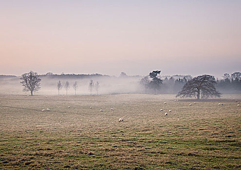 绵羊,放牧,雾状,地点,日出