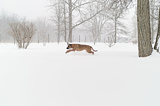 狗,雪中,浴室,加拿大