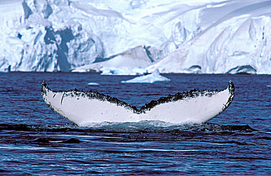 南极,南极半岛,驼背鲸,大翅鲸属