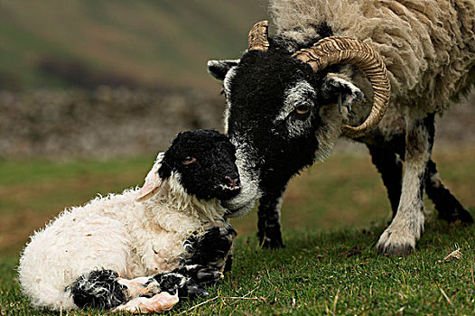 家羊,斯韦达尔,母羊,依偎,一个,诞生,相似,羊羔,高地,山地,地点,坎布里亚,英格兰,欧洲