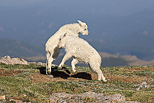 石山羊,雪羊,玩,自然荒野区,科罗拉多,美国