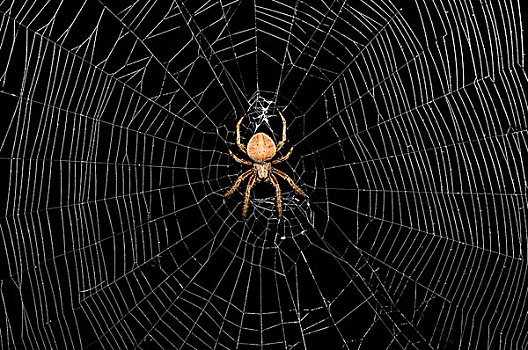 大,蜘蛛,中心,蜘蛛网,黑色背景