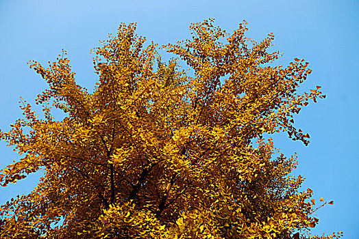 蓝天下秋天金黄色的银杏树