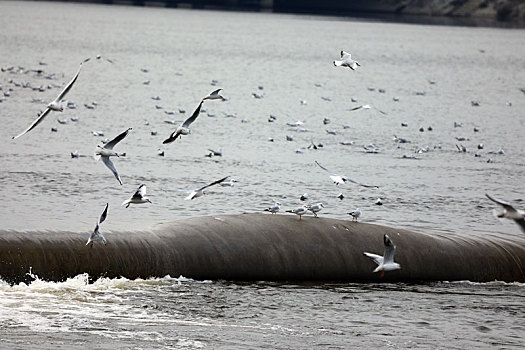 山东省日照市,数千海鸥起舞湿地公园,两城河入海口成鸟类乐园