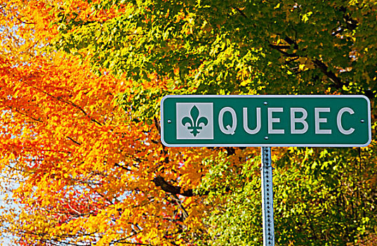 魁北克,标识,树,加拿大