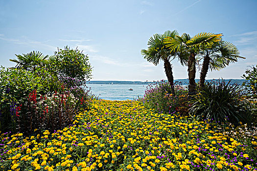 花坛,棕榈树,水岸,康士坦茨湖,巴登符腾堡,德国,欧洲