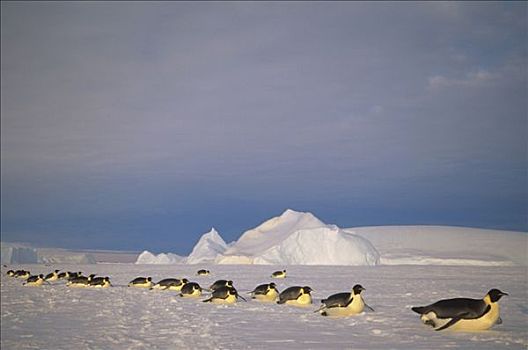 帝企鹅,群,浩大,远景,迅速,冰,栖息地,南极
