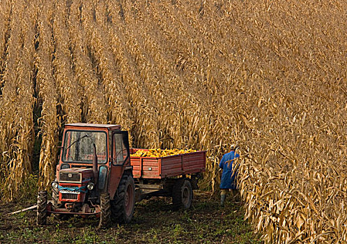 玉米,收获,拖拉机,拖车,靠近,萨克森,乡村,区域,特兰西瓦尼亚,罗马尼亚,欧洲