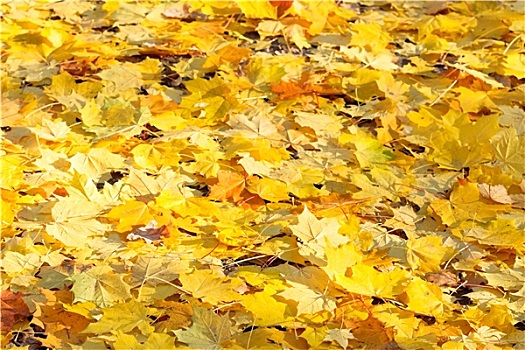 黄色,枫叶,晴朗,秋天