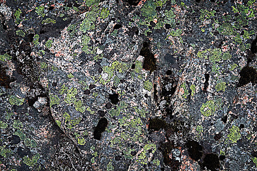 暗色,花冈岩,石头,纹理,绿色,苔藓