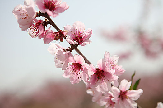 桃花,桃园,春天,耕地,花朵,俯拍,原野,土地,种植,果树,经济作物,果农,劳动,劳作,机械化,辛苦