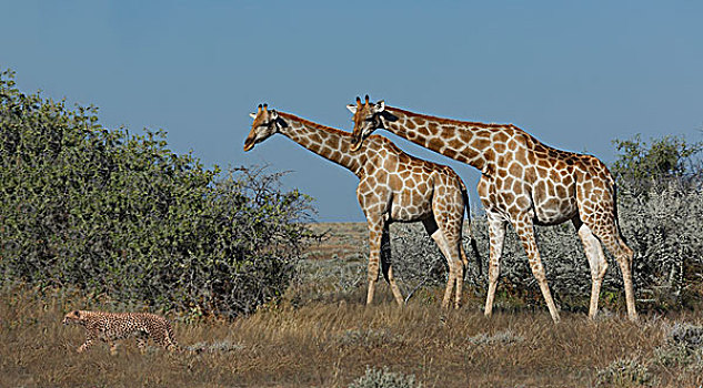 印度豹,长颈鹿,埃托沙国家公园,纳米比亚