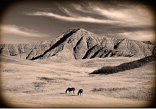 马,放牧,荒地,艾伯塔省,加拿大