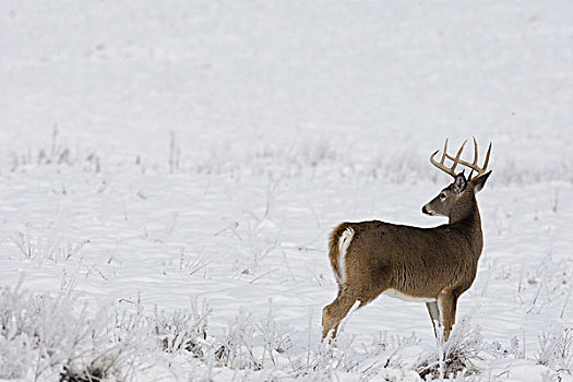 白尾鹿,公鹿,冬天