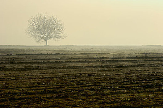 孤单,树,雾,冬天