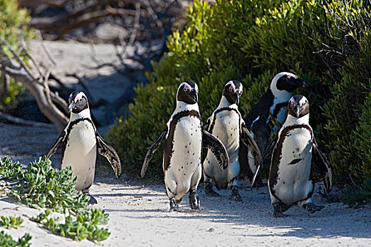 非洲企鹅,企鹅,漂石,海滩,靠近,开普敦,南非