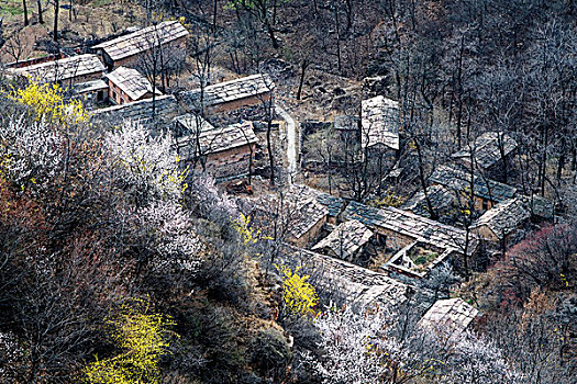 太行山,山村,民居,杏花,春天