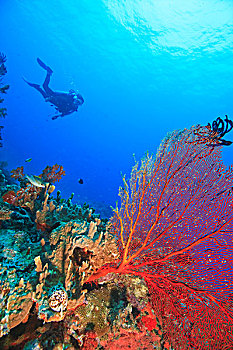 潜水,大,珊瑚海扇,靠近,贝卡岛,南方,维提岛,斐济,南太平洋