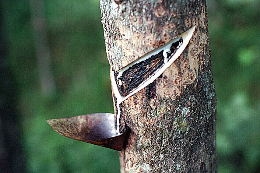 河南漆树,这是漆树上的口子,这样的口子会越割越大,流出的生漆也会