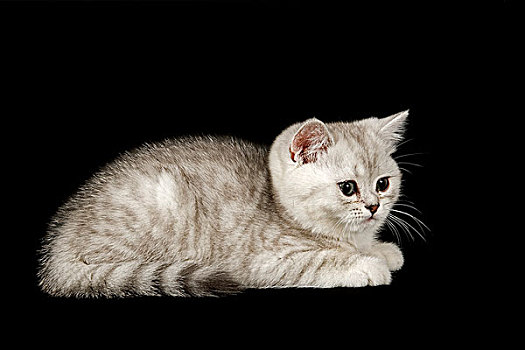 猫,小猫,8星期大,彩色,银,遮蔽
