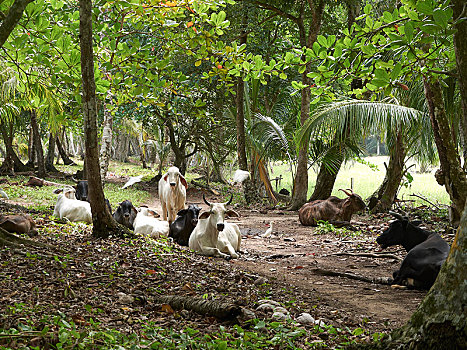 牛,雨林,波多黎各,哥斯达黎加,中美洲